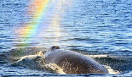 鲸鱼视频,探索海洋奥秘，畅游知识海洋